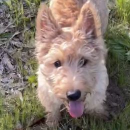 Scottish Terriers from Santas Scotties