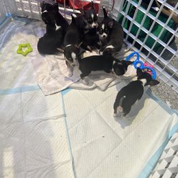 Chihuahua Puppies from Chihuahua Mama