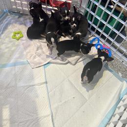 Chihuahua Puppies from Chihuahua Mama
