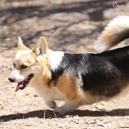 Valentina - Pembroke Welsh Corgi