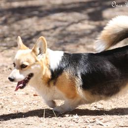 Valentina - Pembroke Welsh Corgi