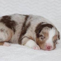 November - Red merle male Australian Shepherd puppy in Circleville, Utah from Canyon Creek Aussies