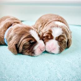 Australian Labradoodle Puppies from Novalie Australian Labradoodles