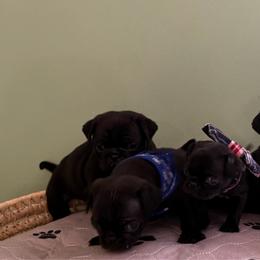 Pug puppies from Manistee Farms