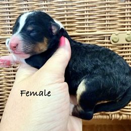 Girl 4 - Tri-color female Bernedoodle puppy in Lehi, Utah from Heart J Bernedoodles