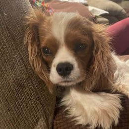 Leia - Cavalier King Charles Spaniel