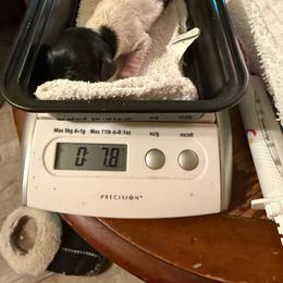 Yang - Piebald male Dachshund puppy in Irving, Texas from DFW Dachshunds by G & S