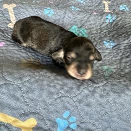 Violin - Sable female Dachshund puppy in Wolf Lake, Indiana from Canisteo Dachshunds