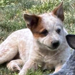 L65-06 - Red mottled male Australian Cattle Dog puppy in Sheridan, Oregon from 6pk Cattledogs