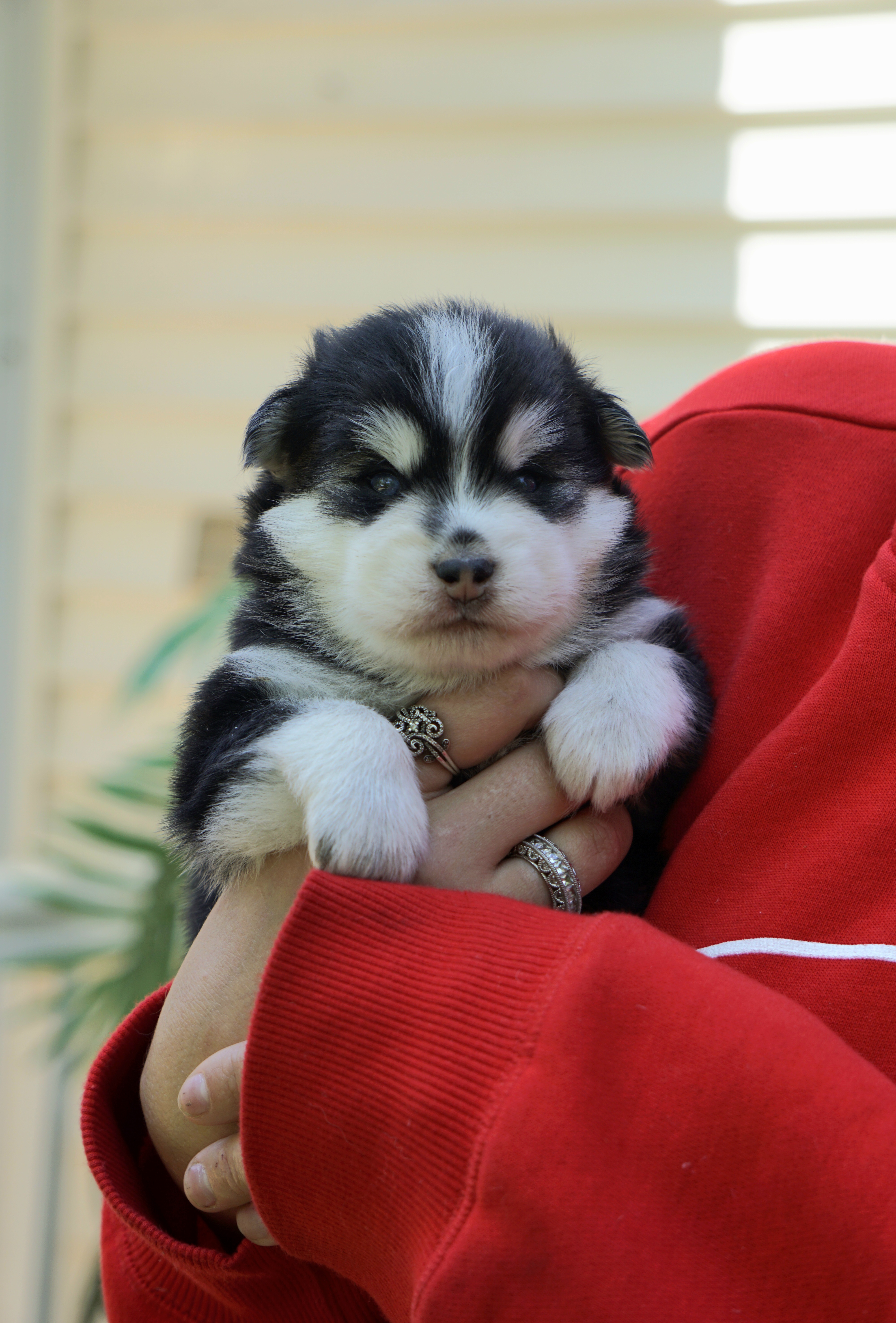 Pomsky Puppies from Arctic Star Pomskies