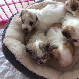 Biewer Terrier and Havanese Puppies from Lordocs