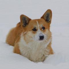 Dixie - Pembroke Welsh Corgi