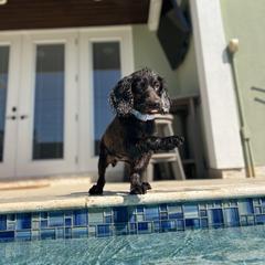 Boykin Spaniel and Goldendoodle Puppies from Double Shot Boykins