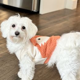Charlie - Maltese