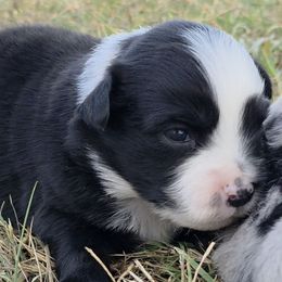 Ricochet - Black & white male Miniature American Shepherd puppy in Leonard, Texas from Tin Roof Aussies
