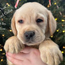 Thor - Red Collar, Yellow Male - 3,500 - Yellow male Labrador Retriever puppy in Eaton Rapids, Michigan from Higher Ground Labradors