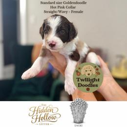 Enoki - Hot Pink Collar - Merle female Goldendoodle puppy in Garland, Texas from Twilight Doodles