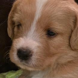 Faith - Apricot female Labradoodle puppy in Churchill County Fallon, Nevada from Card Family Ranch