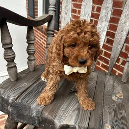 Grant - Red  male Goldendoodle puppy in Mint Hill, North Carolina from DoodleForever