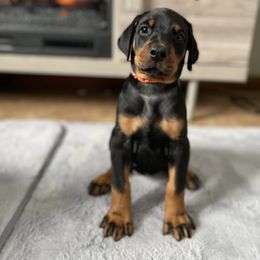 Orange collared - Black and rust female Doberman Pinscher puppy in Winamac, Indiana from DIAMOND RIDGE DOBERMANS