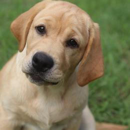 Hope - Yellow female Labrador Retriever puppy in Williston, Florida from Royal K Labradors