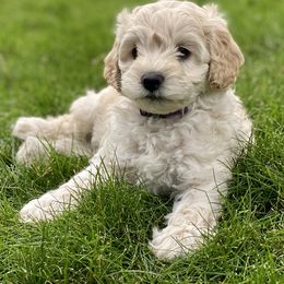 Australian Labradoodle Puppies from Tiny Treasures Australian Labradoodles