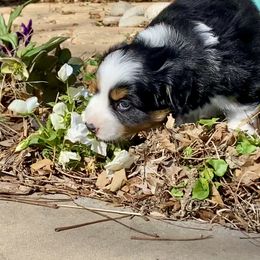 Australian Shepherd, Miniature Australian Shepherd, and Toy Australian Shepherd Puppies from Hunt Farms Mini Aussies