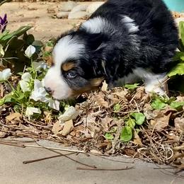 Australian Shepherd, Miniature Australian Shepherd, and Toy Australian Shepherd Puppies from Hunt Farms Mini Aussies