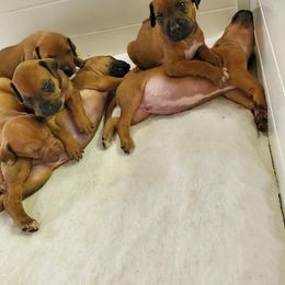 Rhodesian Ridgeback Puppies from Willowist Rhodesian Ridgebacks