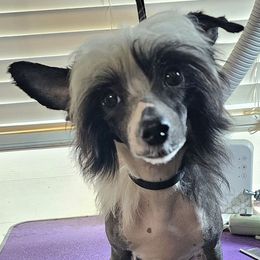 Girl 6 - Indi - Black and white female Chinese Crested puppy in Little Rock, Arkansas from Fabulis Toys (Chinese Crested, Papillons, Chihuahuas)