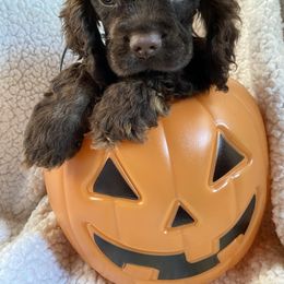 Cavalier King Charles Spaniel and Cocker Spaniel Puppies from Cochran Spaniels