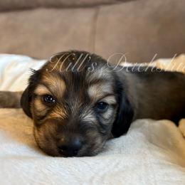 Honey's Green - Cream male Dachshund puppy in Jonesboro, Illinois from Twin Hills Dachshunds