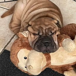 Chinese Shar-Pei Puppies from Sunspire Shar-Pei