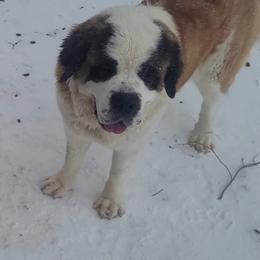 Thea - Saint Bernard