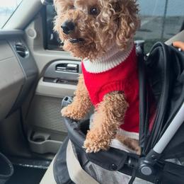 Arlo aka Mommy’s baby 🥹🐶😍💙 - Poodle