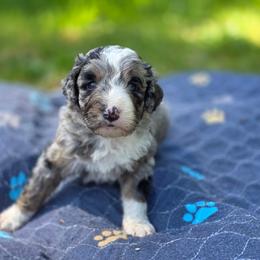 Pepper - Merle male Bernedoodle puppy in Shelton, Washington from NW Bernedoodles of Washington