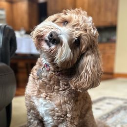 Harley - Australian Labradoodle