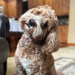 Harley - Australian Labradoodle