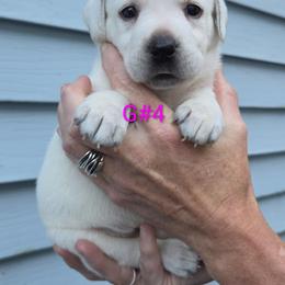 Betsy - Yellow female Labrador Retriever puppy in Middleburg, Pennsylvania from Countrylanes labs