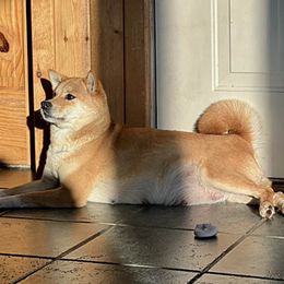 Runa - Shiba Inu