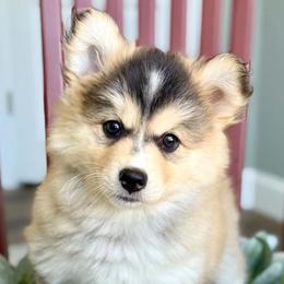 Dakota - Gray and white female Pomsky puppy in Antioch, California from Golden State Pomskies