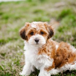 Havanese puppies from Lady Paws Puppies - Cassie