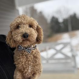 Chapo - Poodle