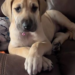 Great Dane Puppies from Florida Danes