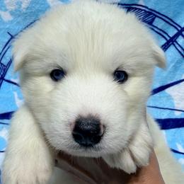 AKC Rio - White male Siberian Husky puppy in Centreville, Maryland from Huskies By the Bay
