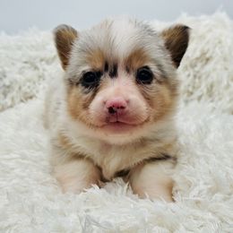 Gravy-Tan collar - Blue merle and white male American Corgi puppy in Benjamin, Utah from Nuna’s  Corgis