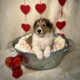 Steve - Sable male Collie puppy in Chilhowie, Virginia from Jolly Collies