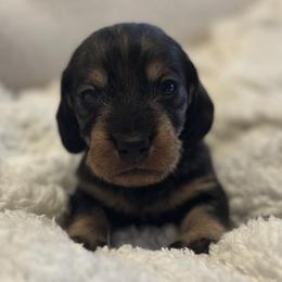 Boy 1 - Wild boar male Dachshund puppy in San Jose, California from Zwinger vom Donau-Ries