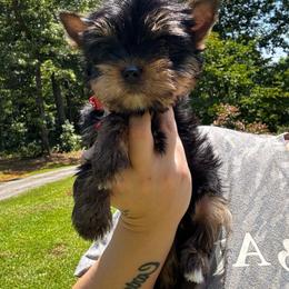 Boy 3 - Black and tan male Yorkshire Terrier puppy in Cornelia, Georgia from Kruz Kennels