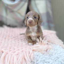 Tess - Piebald female Dachshund puppy in Decatur, Mississippi from KP Dachshunds